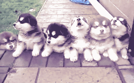 timg.gif